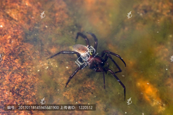 argyroneta菜水