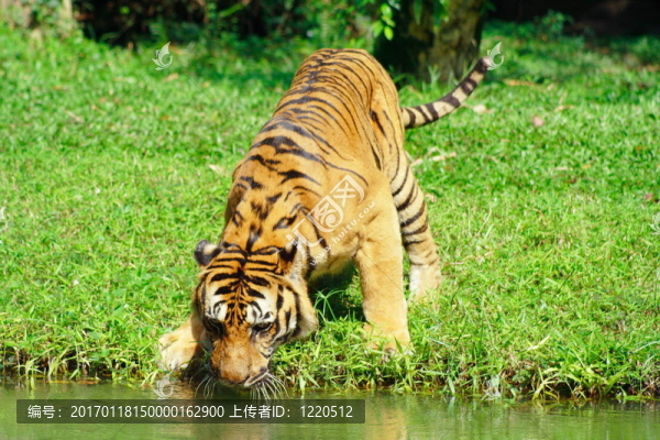 老虎玩水