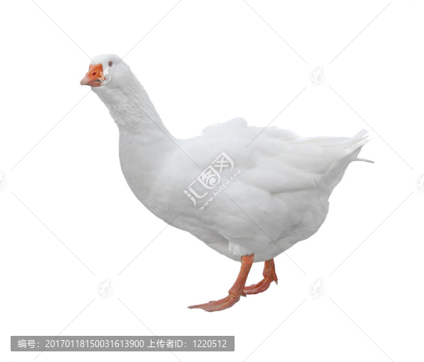 鵝
