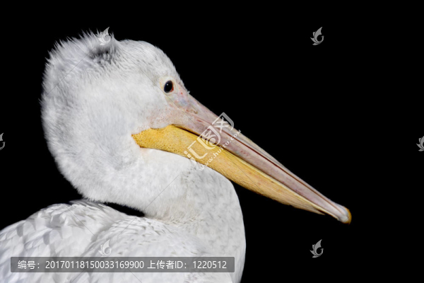白鵜鶘