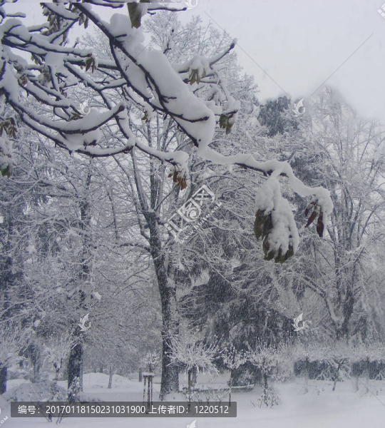雪