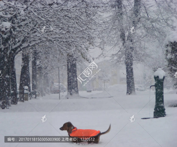 雪地里的狗