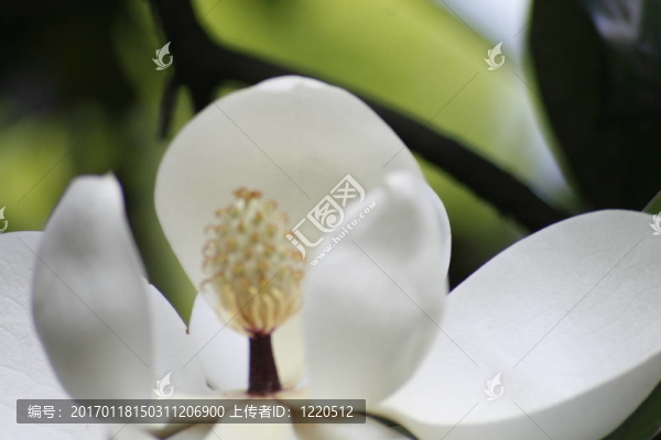 木蘭花