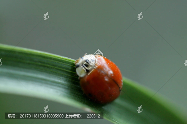 瓢蟲
