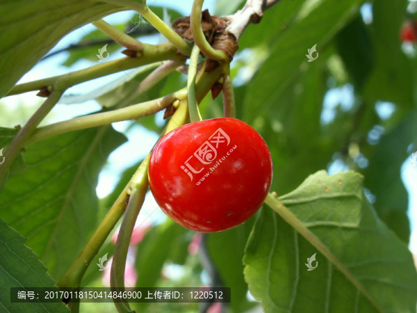 紅櫻桃還atache-匯圖網(wǎng) www.fosd68.com 紅櫻桃還atache