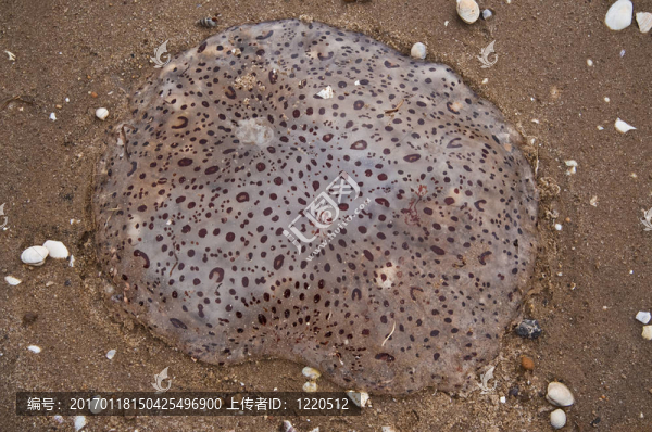 水母-匯圖網(wǎng) www.fosd68.com 水母