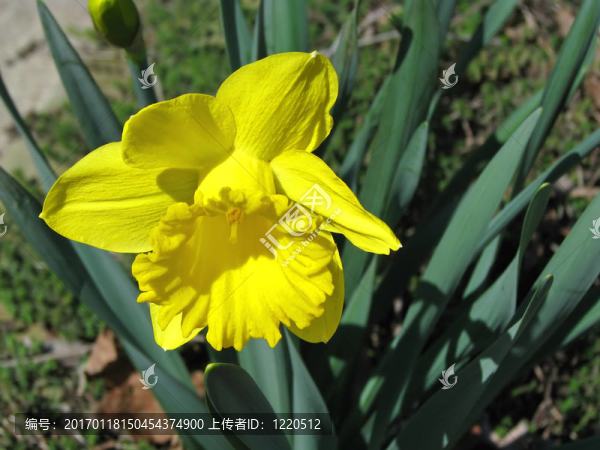 水仙花