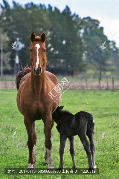 caballos馬德雷E,hijo_8703。