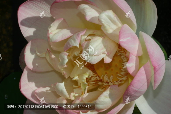 蓮花