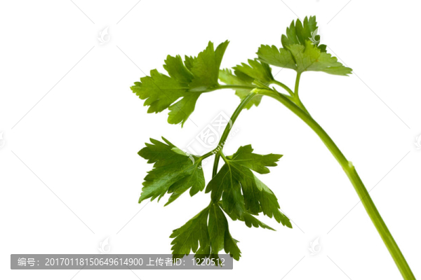 一個(gè)香菜葉特寫