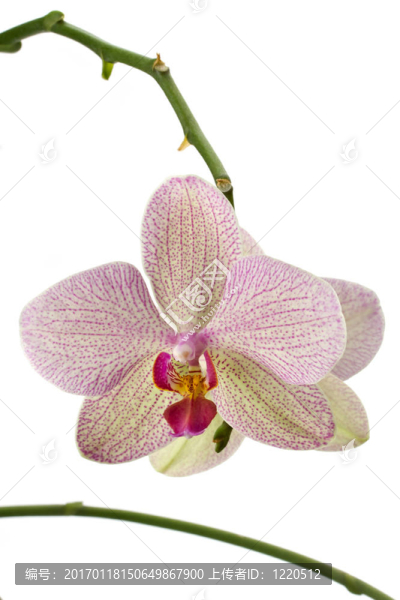 蘭花特寫而已