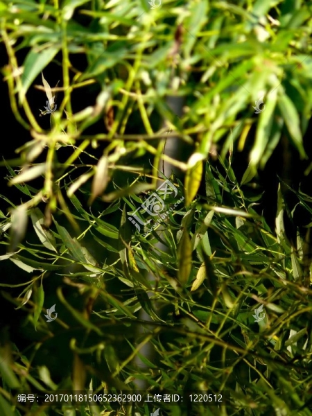 池塘。柳樹。