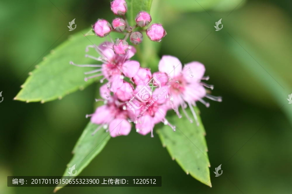 櫻花