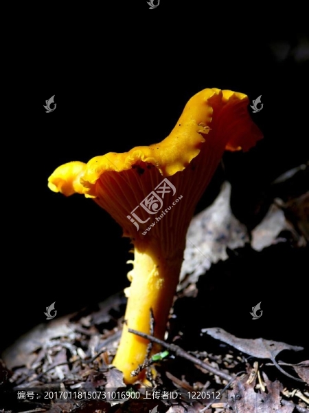 Chanterelle。木蘑菇。