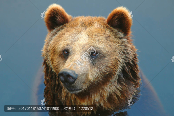 游泳的熊