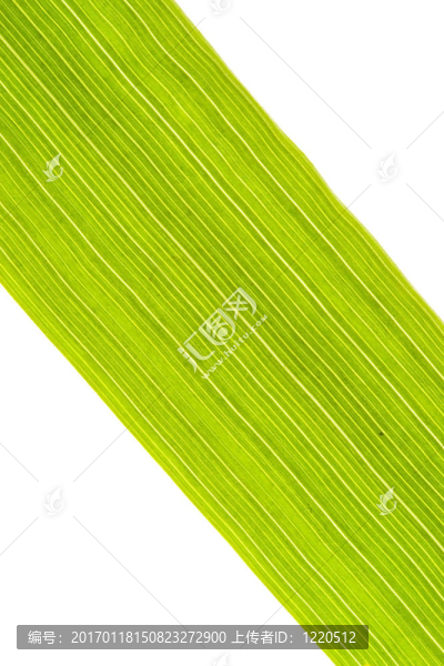草葉