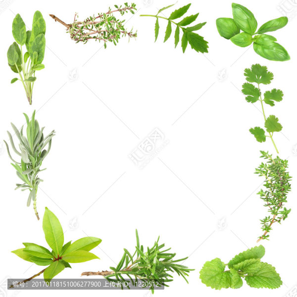有機(jī)草本植物