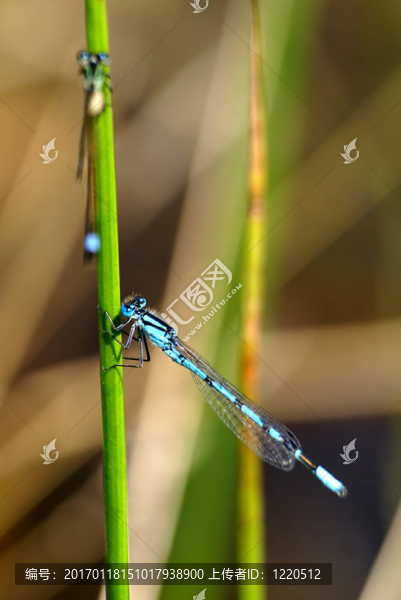 黑色和藍色的蜻蜓