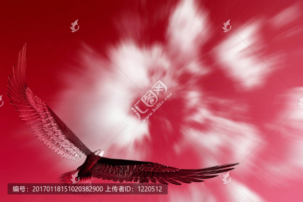鷹在飛