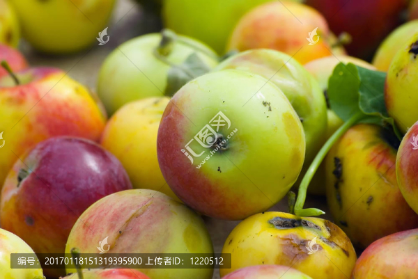 熟的蘋果-匯圖網(wǎng) www.fosd68.com 熟的蘋果
