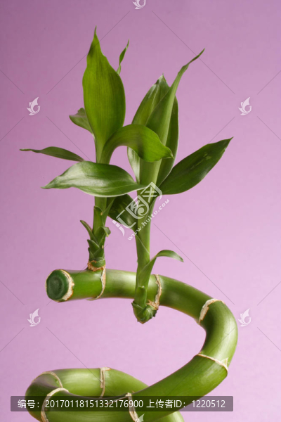 竹