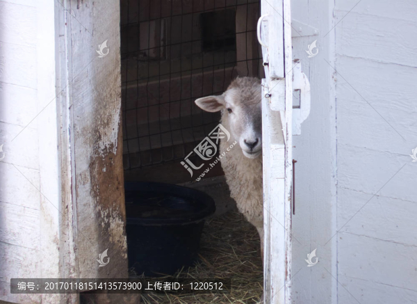 羊在谷倉門口