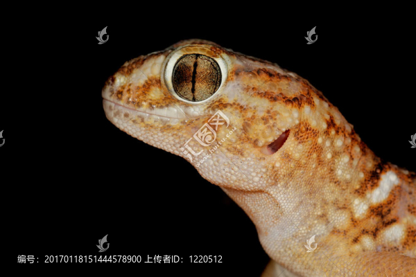 巨型地壁虎