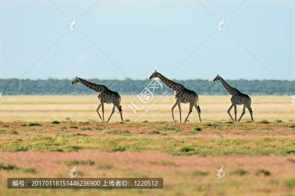 長(zhǎng)頸鹿景觀