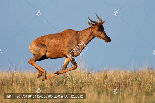 運(yùn)行tsessebe羚羊