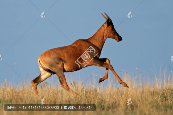運行tsessebe羚羊