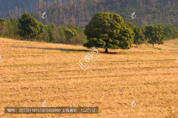 鄉(xiāng)村景觀