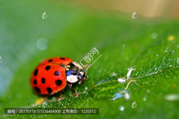 瓢蟲