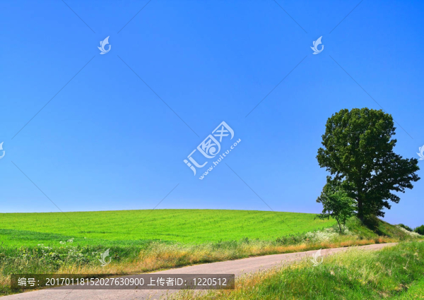 風景如畫的鄉(xiāng)村路和孤獨的樹