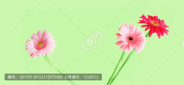 粉色非洲菊