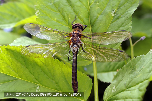 蜻蜓