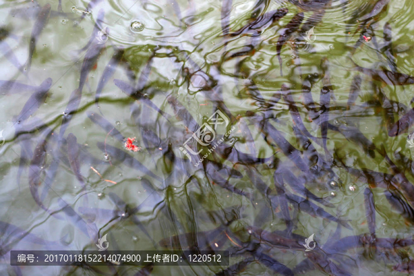 噸魚