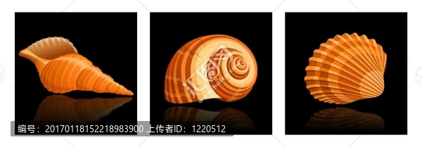 貝殼