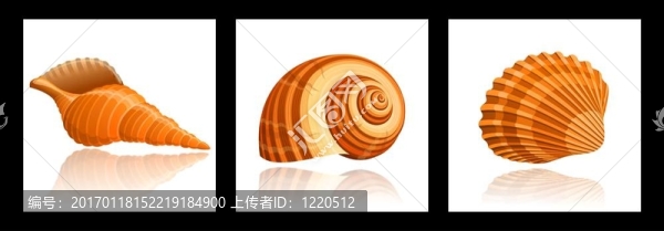 貝殼-匯圖網(wǎng) www.fosd68.com 貝殼