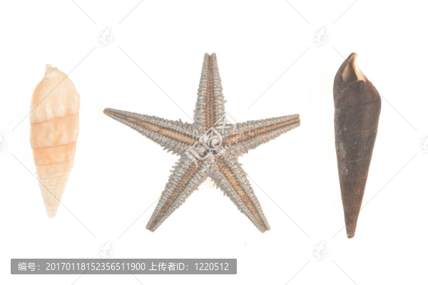 海星和貝殼