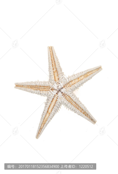 海星
