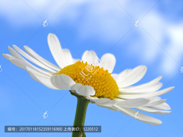 野菊花