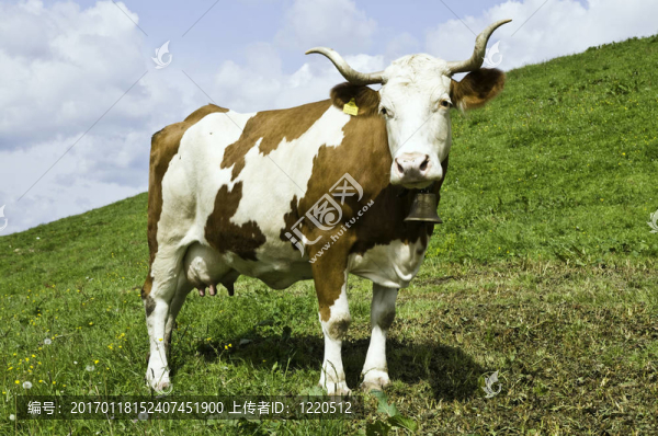 奶牛對(duì)ALP