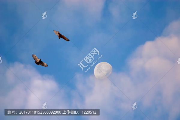 早晨的鷹和月亮