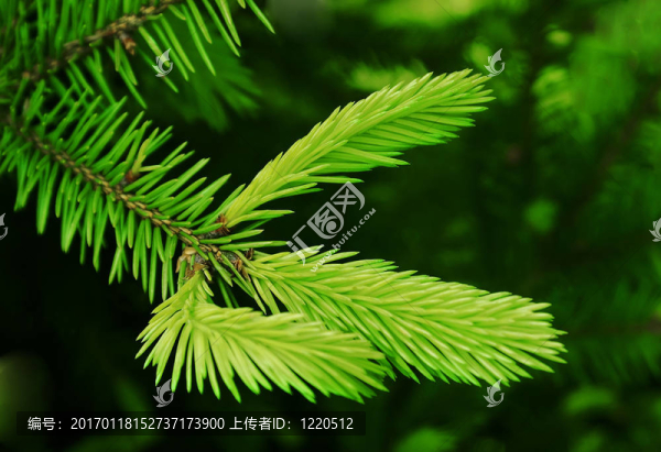 冷杉年輕枝。