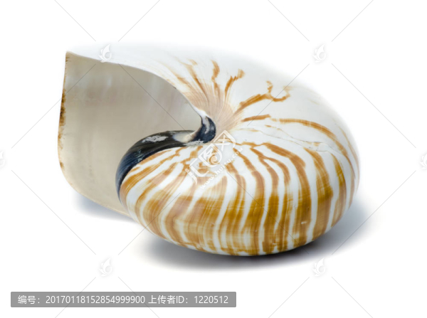 大海邊的貝殼