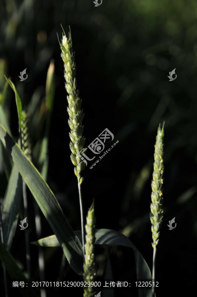 綠色未成熟的小麥
