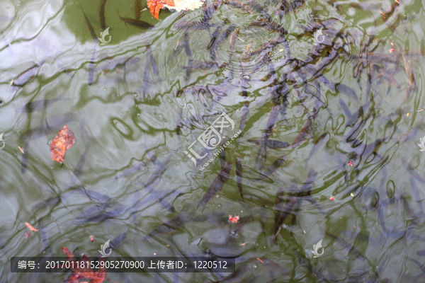 水波紋和魚