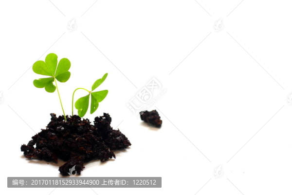 三片幸運草