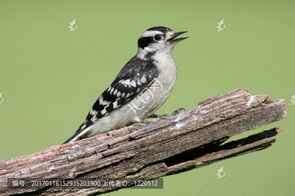 女Downy,Woodpecker