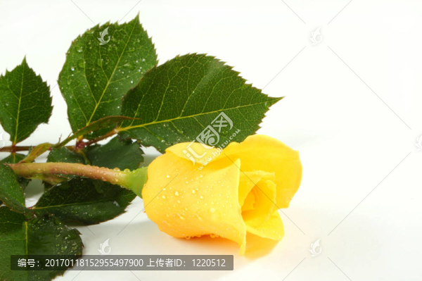 玫瑰
